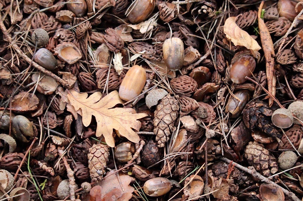 nennieinszweidrei-forest-floor-10104685_1280