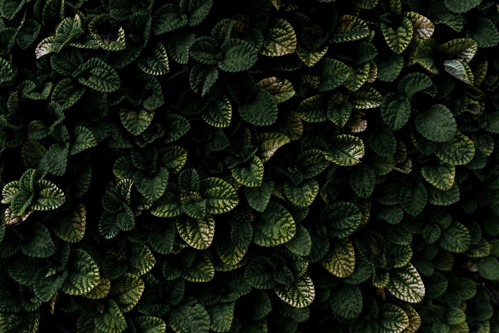 pexels-photo-9551971-9551971